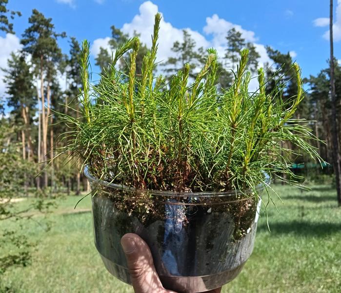 Дерево Зелень Посадка леса