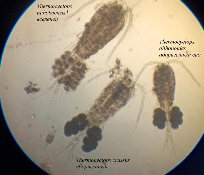 Thermocyclops