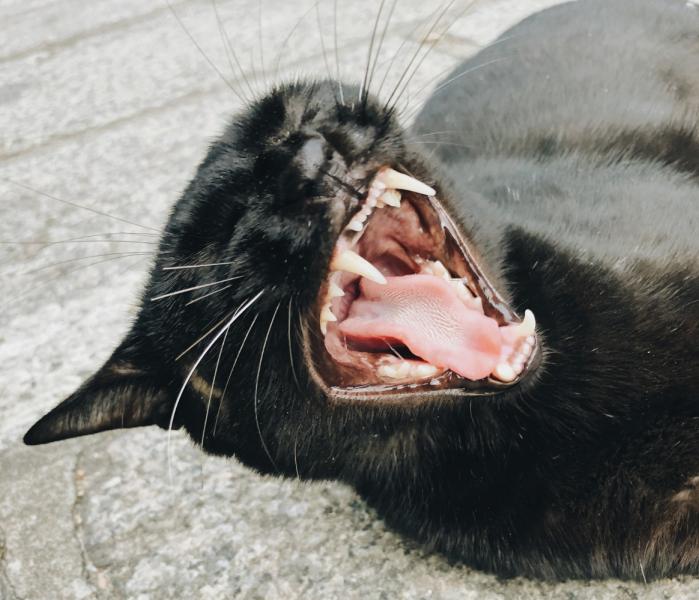 Кошка