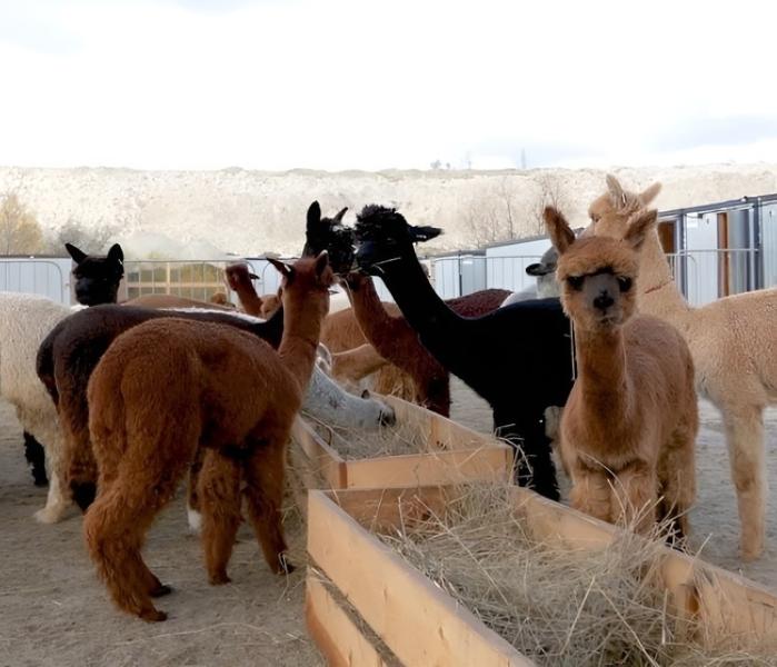 Альпаки