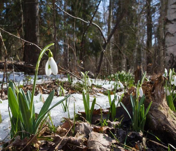 Весна Подснежники