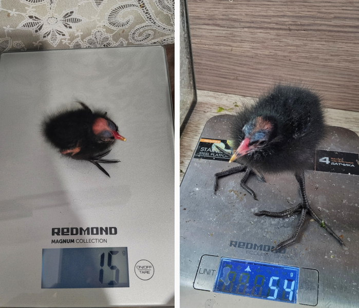 Птицы