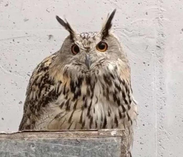 Филин