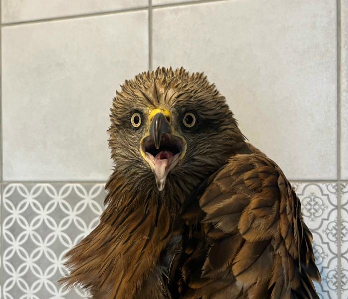 Коршун