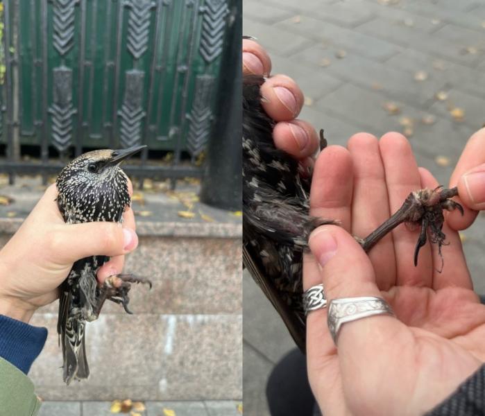 Скворец