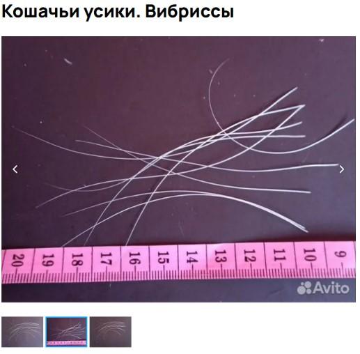 усы кота .jpg усы кота