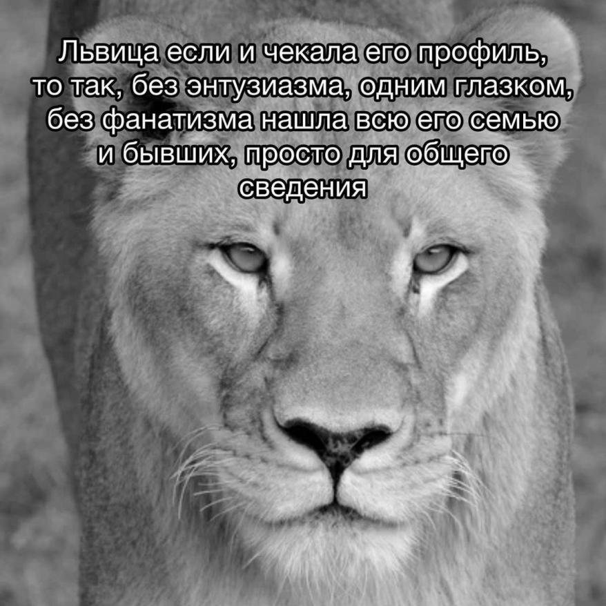 лев_мем.jpg лев_мем